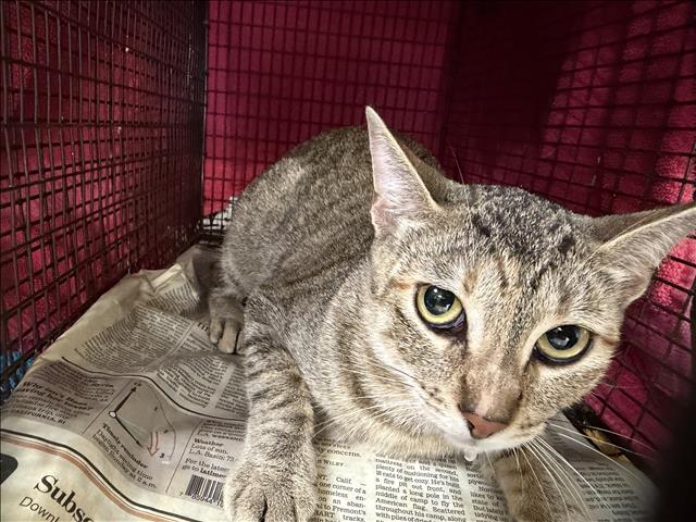 Shelter Stray Female Cat last seen , 957 N Gaffey St, San Pedro, CA 90731, USA
