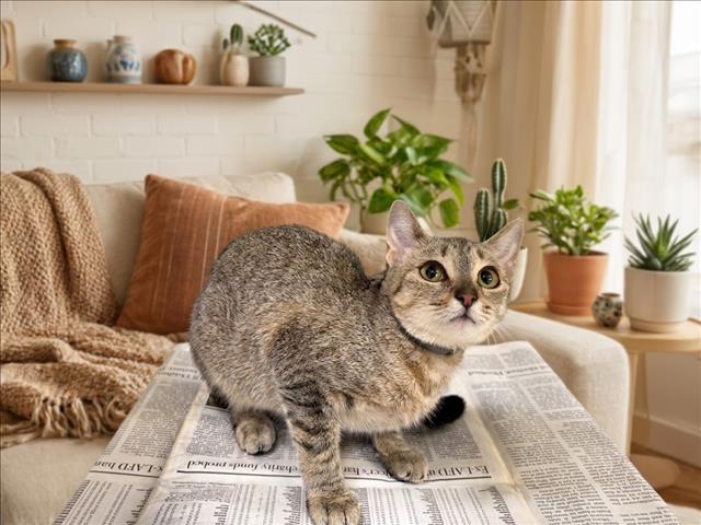 Shelter Stray Female Cat last seen , 957 N Gaffey St, San Pedro, CA 90731, USA