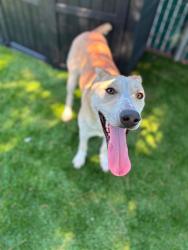 Shelter Stray Female Dog last seen Near BLOCK E MESA DR, 333 Chandler Pl, San Bernardino, CA 92408, USA
