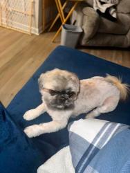 Lost Male Dog last seen Near Sand Pine Circle, Columbia, SC 29229