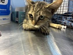 Shelter Stray Female Cat last seen MANGO AVE & RUSSO ST, FONTANA, CA, 92336, USA, 333 Chandler Pl, San Bernardino, CA 92408, USA