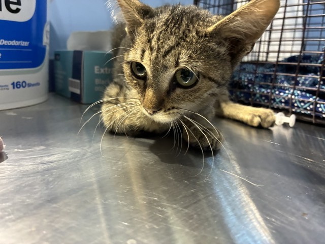 Shelter Stray Female Cat last seen MANGO AVE & RUSSO ST, FONTANA, CA, 92336, USA, 333 Chandler Pl, San Bernardino, CA 92408, USA