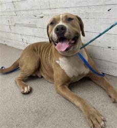 Shelter Stray Female Dog last seen WALNUT AND N STATE, 333 Chandler Pl, San Bernardino, CA 92408, USA