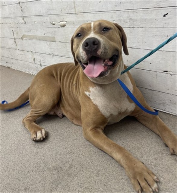 Shelter Stray Female Dog last seen WALNUT AND N STATE, 333 Chandler Pl, San Bernardino, CA 92408, USA