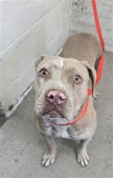 Shelter Stray Female Dog last seen S NEWPORT AVE & E RIALTO AVE, SAN BERNARDINO, CA, 92408, USA, 333 Chandler Pl, San Bernardino, CA 92408, USA