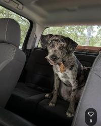 Reunited Male Dog last seen Walnut Creek and butera, Magnolia, TX 77355