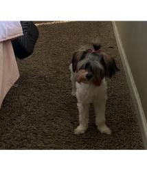 Reunited Female Dog last seen Dallas, Dallas, GA 30132
