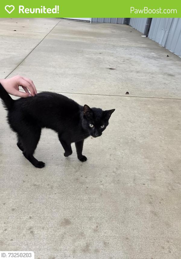 Reunited Unknown Cat last seen U.s. 22 and route 33, Lancaster, OH 43130