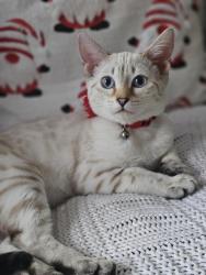Lost Female Cat last seen Near fifth line west, Mississauga, ON L5L 5W3