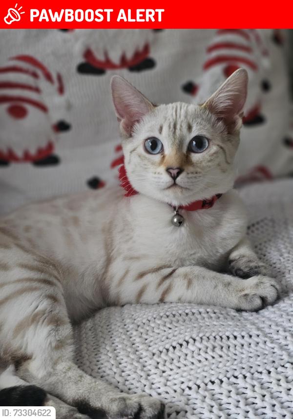 Lost Female Cat last seen Near fifth line west, Mississauga, ON L5L 5W3