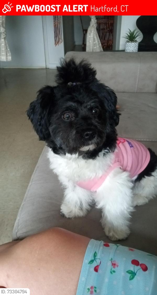 Lost Female Dog last seen Near Garden st Hartford Ct, Hartford, CT 06112