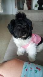 Lost Female Dog last seen Near Garden st Hartford Ct, Hartford, CT 06112