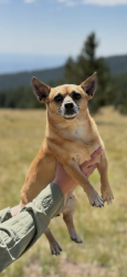 Reunited Female Dog last seen NW 21st and Drexel, Oklahoma City, OK 73107