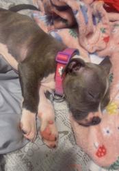 Lost Female Dog last seen Dorchester, Dolton, IL 60419