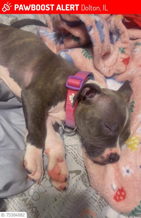Lost Female Dog last seen Dorchester, Dolton, IL 60419
