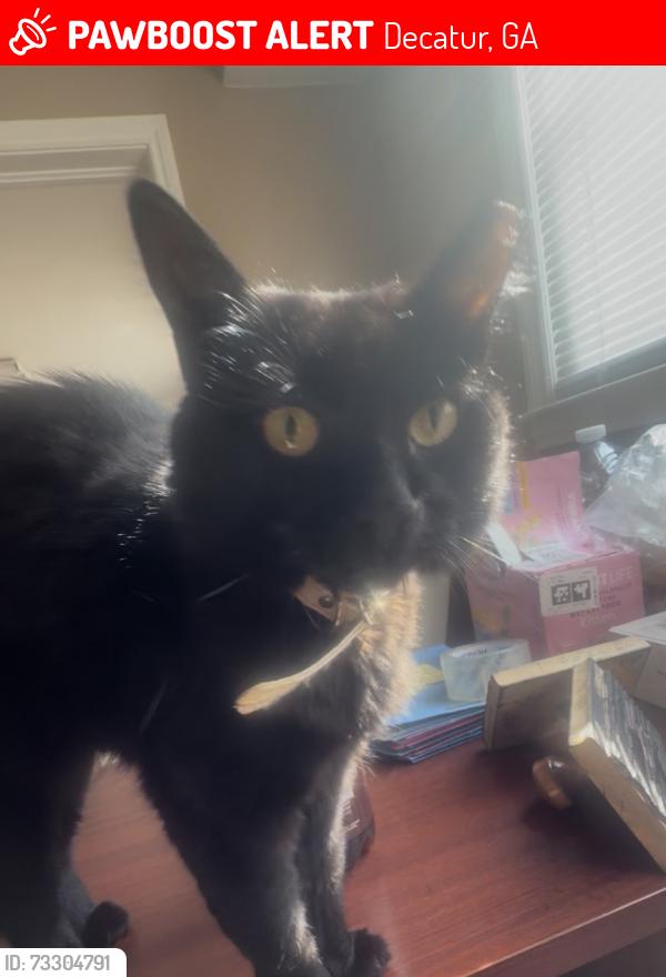 Lost Female Cat last seen KENSINGTON RD, Decatur, GA 30032