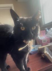 Lost Female Cat last seen KENSINGTON RD, Decatur, GA 30032