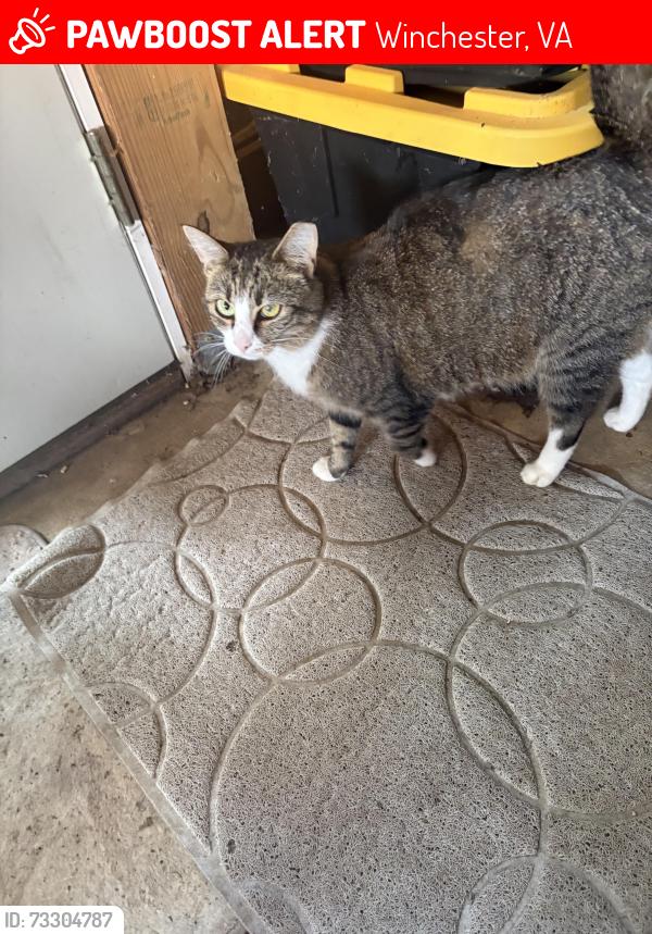 Lost Female Cat last seen Cedar Mill Rd, Winchester, VA 22603