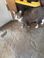 Lost Female Cat last seen Cedar Mill Rd, Winchester, VA 22603