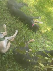Found/Stray Unknown Dog last seen Prue close to Babcock, San Antonio, TX 78249
