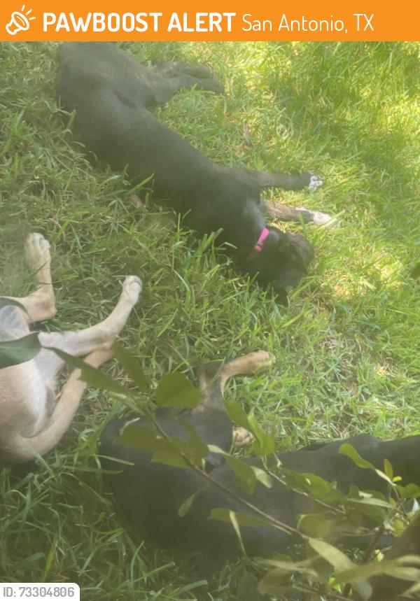 Found/Stray Unknown Dog last seen Prue close to Babcock, San Antonio, TX 78249