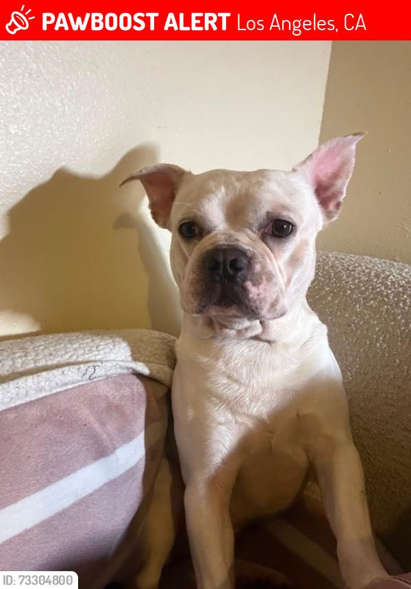 Lost Male Dog last seen Florence and San Pedro By El Super, Los Angeles, CA 90003