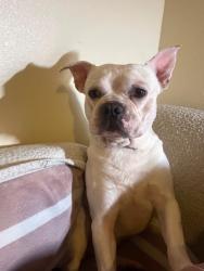 Lost Male Dog last seen Florence and San Pedro By El Super, Los Angeles, CA 90003