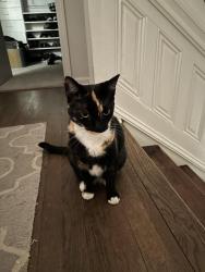 Reunited Female Cat last seen Near Chamblee Dunwoody Road, Chateau Woods Neighborhood, Dunwoody, GA 30338