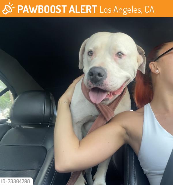 Found/Stray Female Dog last seen Near silverlake/ Vermont, Los Angeles, CA 90031