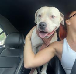 Found/Stray Female Dog last seen Near silverlake/ Vermont, Los Angeles, CA 90031