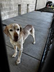 Found/Stray Male Dog last seen Farwell ave, Skokie, IL 60077
