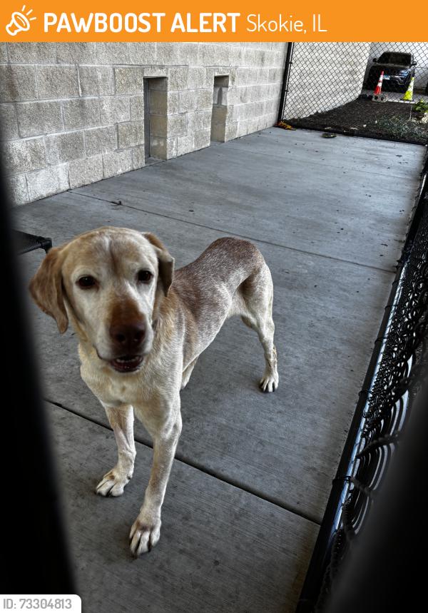 Found/Stray Male Dog last seen Farwell ave, Skokie, IL 60077