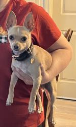 Reunited Male Dog last seen Fredericksburg road and Buckeye Avenue, San Antonio, TX 78201