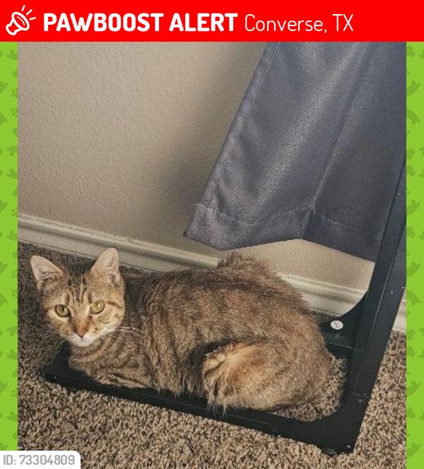 Lost Female Cat last seen Converse, Texas, Converse, TX 78109
