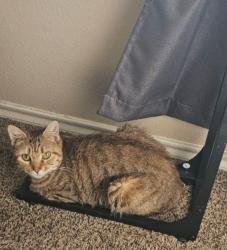 Lost Female Cat last seen Converse, Texas, Converse, TX 78109