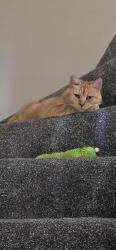 Lost Female Cat last seen Near Gauting Road, Patchway, England BS34 5UW