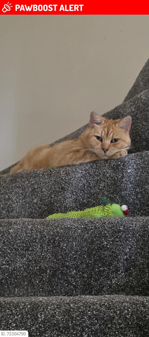 Lost Female Cat last seen Near Gauting Road, Patchway, England BS34 5UW