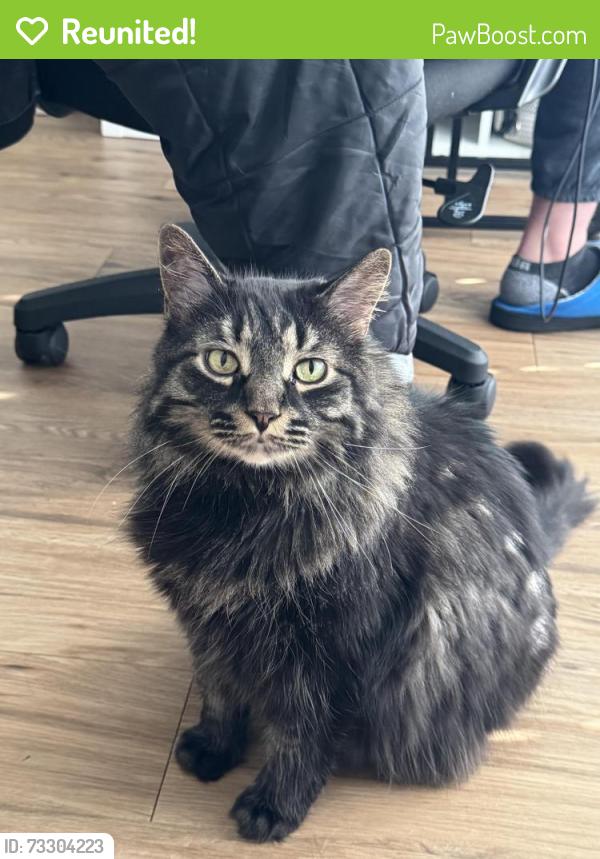 Reunited Male Cat last seen Willow point Housing area off N foster rd, San Antonio, TX 78219