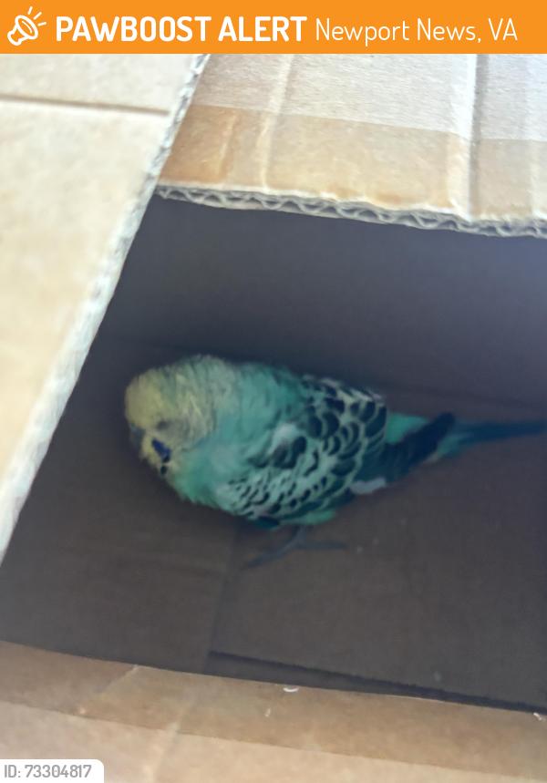 Found/Stray Unknown Bird last seen Marina, Newport News, VA 23602