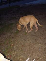 Reunited Male Dog last seen Woodward st, Eustis, FL 32726
