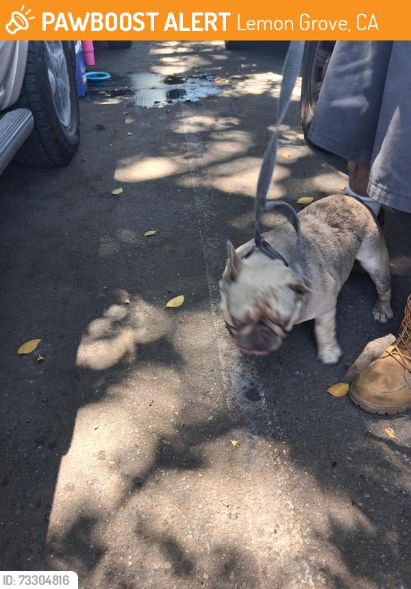 Found/Stray Male Dog last seen Washington and alton, Lemon Grove, CA 91946