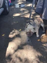 Found/Stray Male Dog last seen Washington and alton, Lemon Grove, CA 91946
