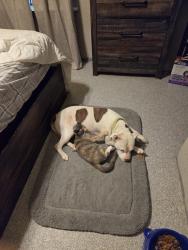 Reunited Female Dog last seen Near FM 2090, Conroe, TX 77306, USA, Conroe, TX 77306