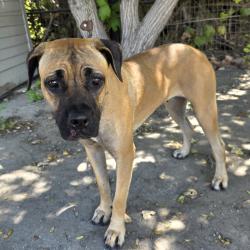 Found/Stray Female Dog last seen bixby park 2004 E Ocean Blvd, Long Beach, CA 90803, Long Beach, CA 90803