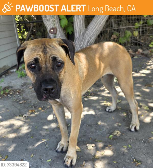 Found/Stray Female Dog last seen bixby park 2004 E Ocean Blvd, Long Beach, CA 90803, Long Beach, CA 90803