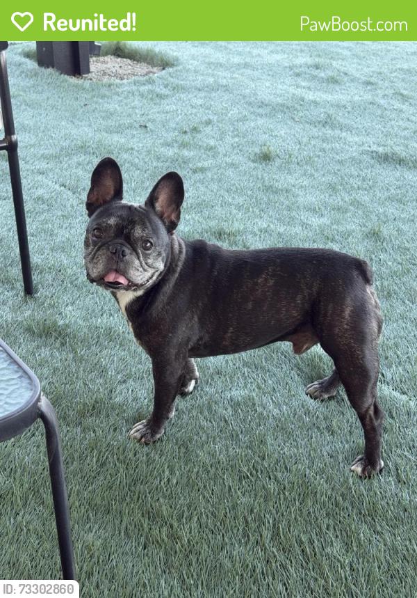 Reunited Male Dog last seen Thompson & Washington, Winchester, CA 92596