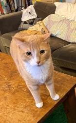 Reunited Male Cat last seen Hancock Ave between Bowers and Griffith, Jersey City, NJ 07307