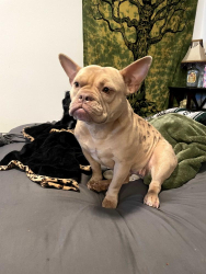 Lost Female Dog last seen 35th ave and cactus, Peoria, AZ 85381