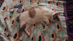 Lost Male Cat last seen Walnut Park, Saint Michael, MN 55376