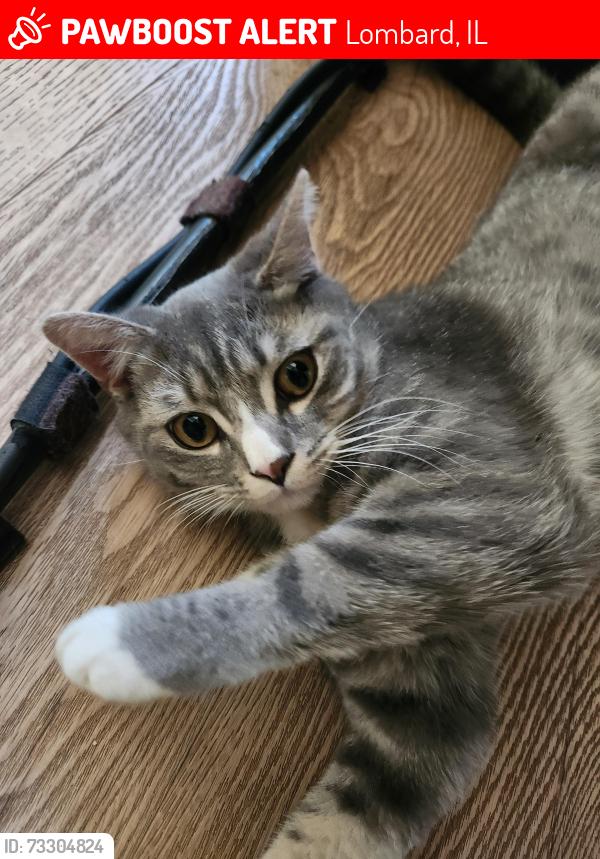 Lost Male Cat last seen Goebel and Garfield, Lombard, IL 60148